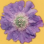 デジタル転写シート/タイプC
(素材/生地色を選ばずオールマイティにプリント可能な透明フチタイプ)