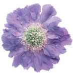 デジタル転写シート/タイプH
(白生地専用のフチなしタイプ)