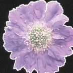 デジタル転写シート/タイプW
(素材/生地色を選ばずオールマイティにプリント可能な白フチタイプ)